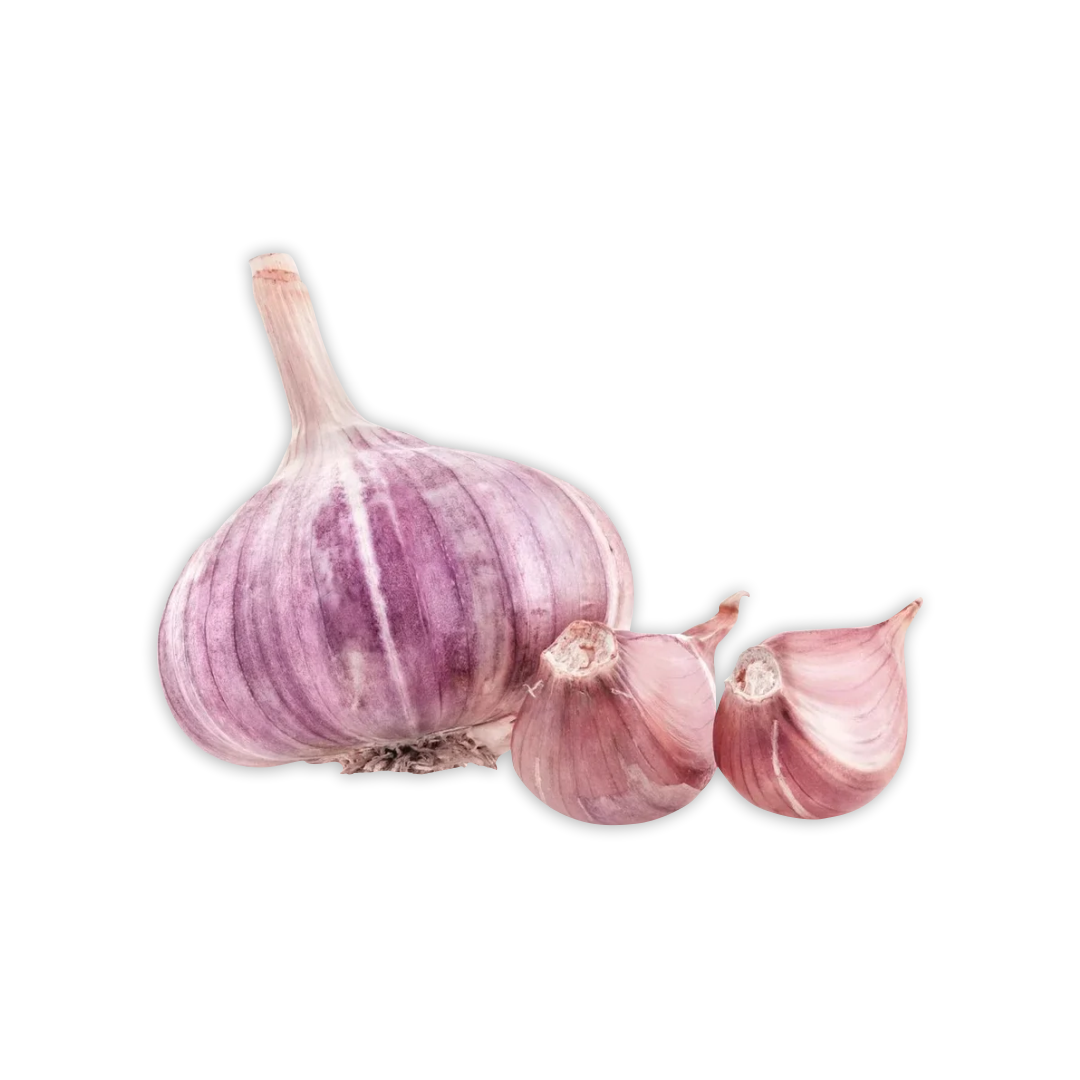 GARLIC PURPLE