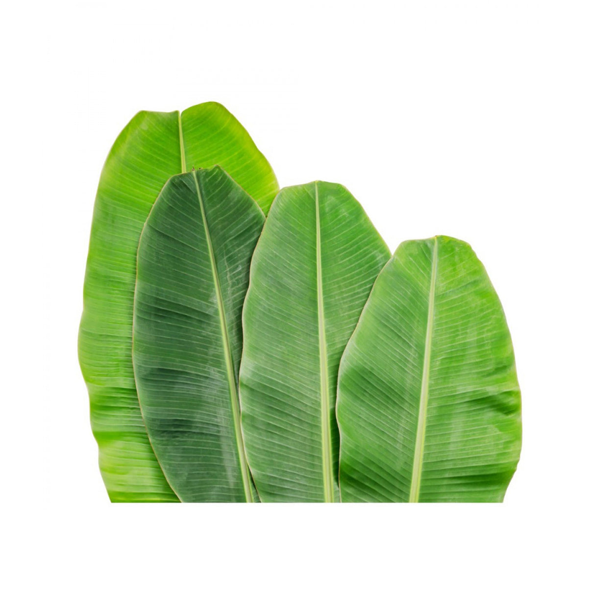 BANANA LEAF