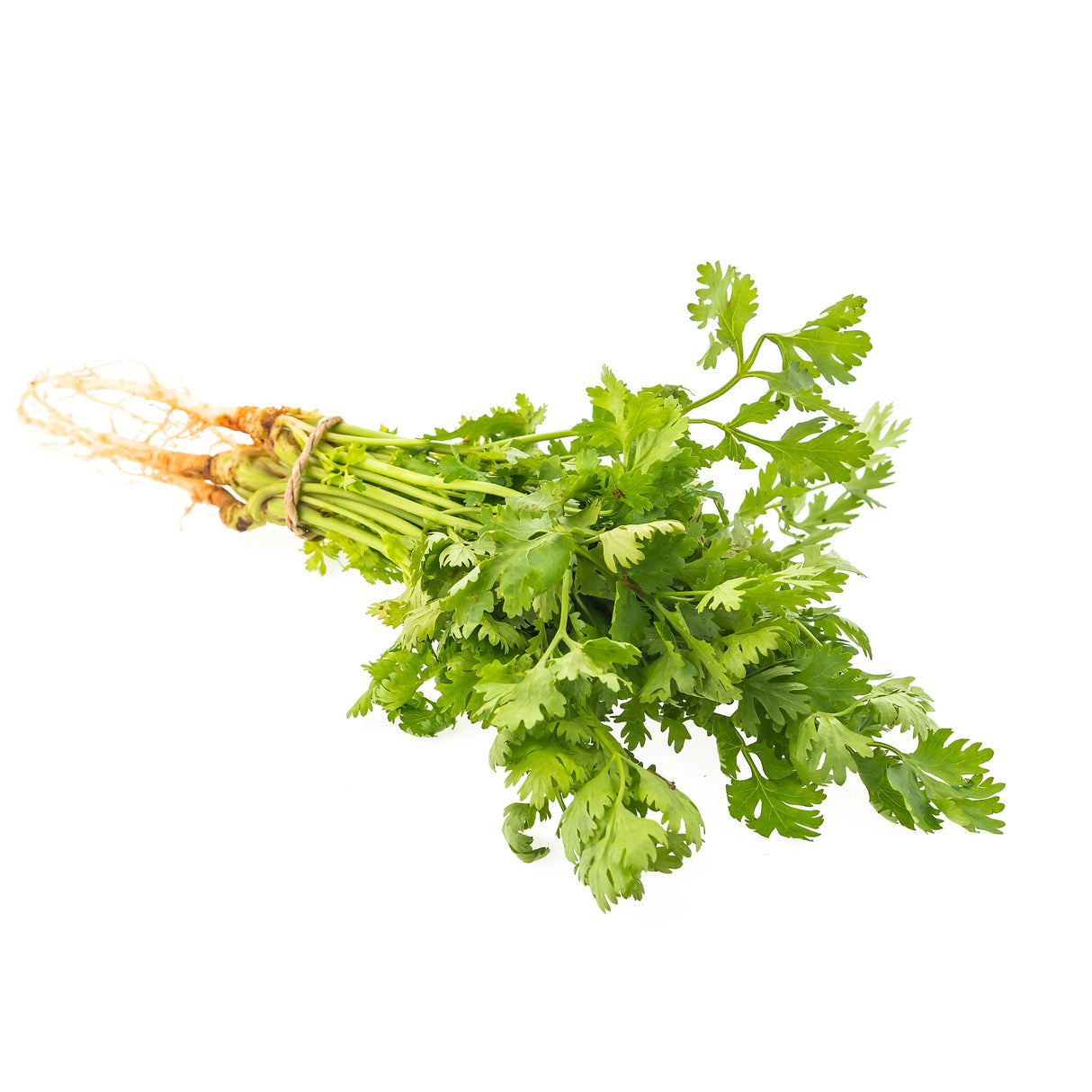 CILANTRO (CORDIANDER)