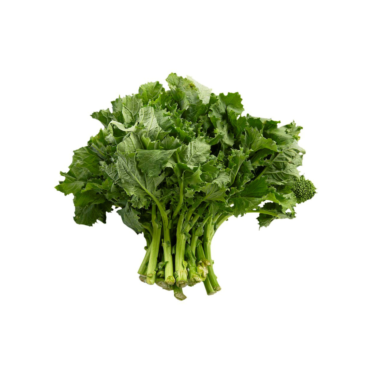 RAPINI SAAG