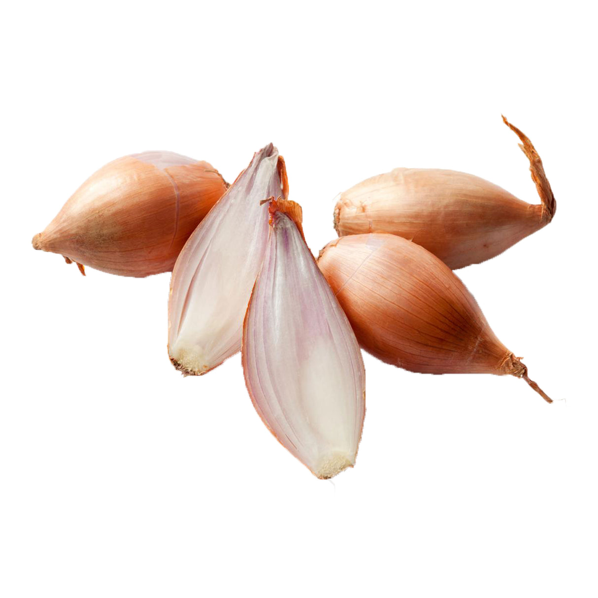 SHALLOT ONION