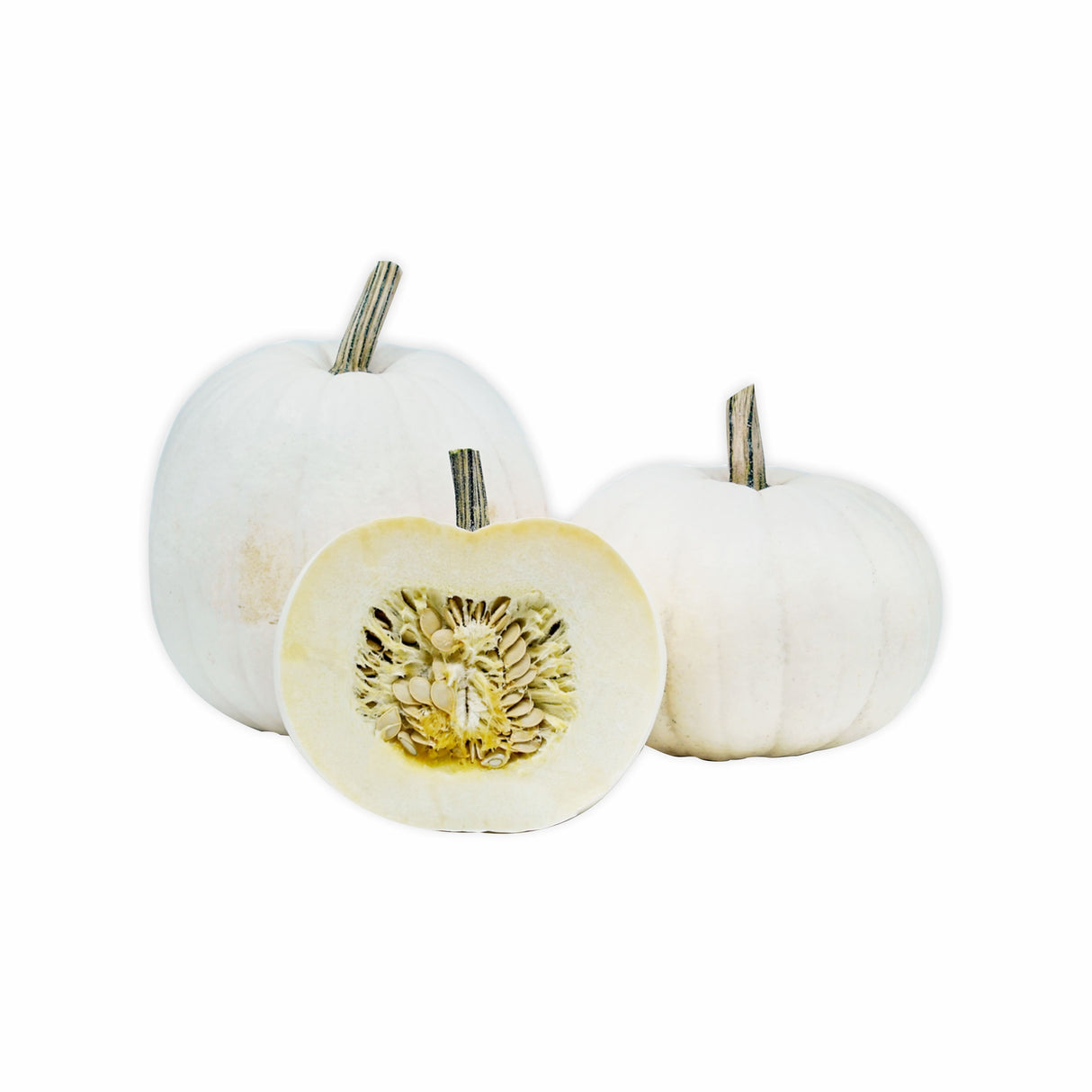 WHITE PUMPKIN