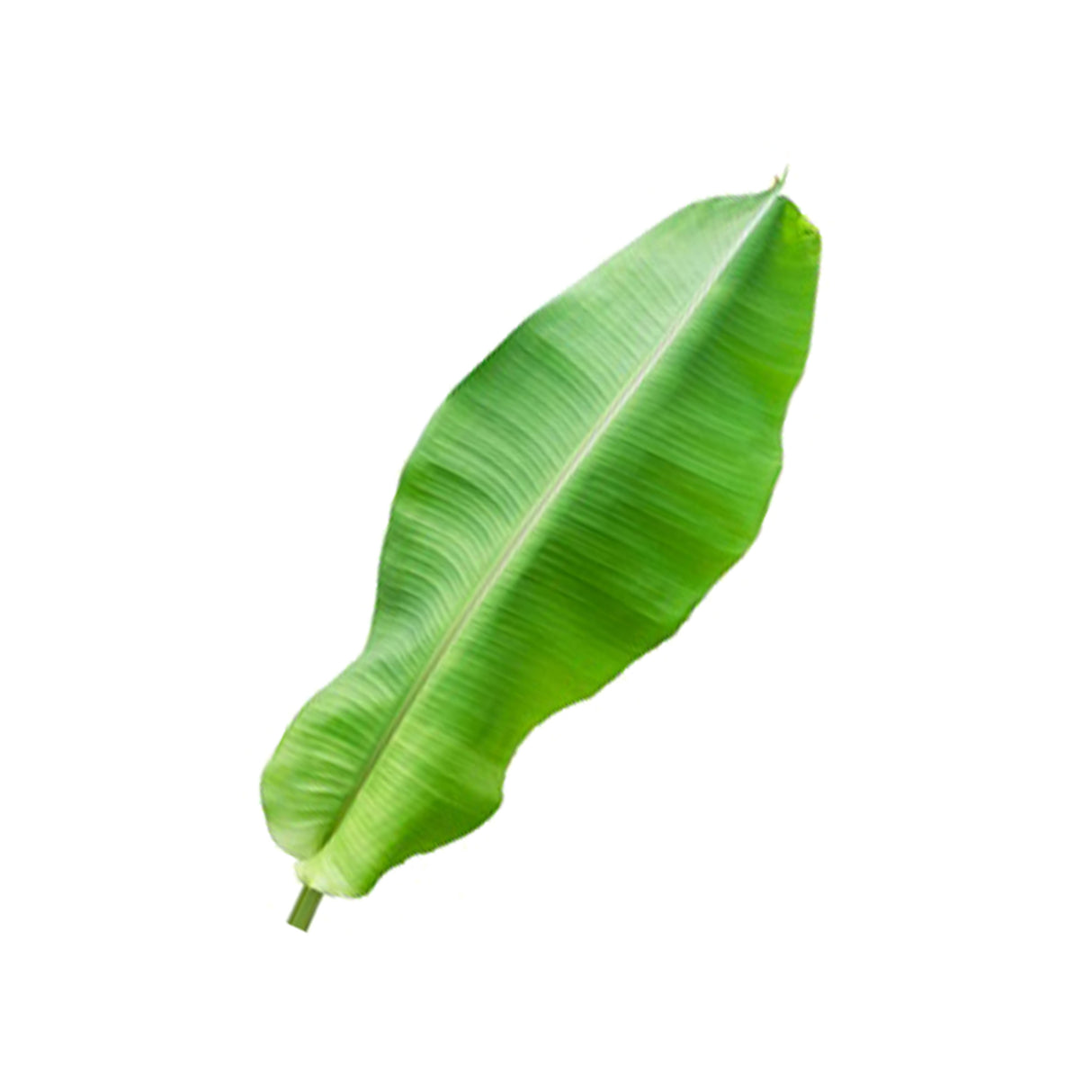 BANANA LEAF