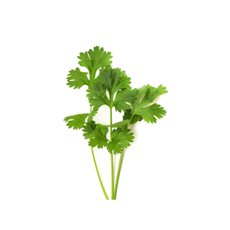 CILANTRO (CORDIANDER)