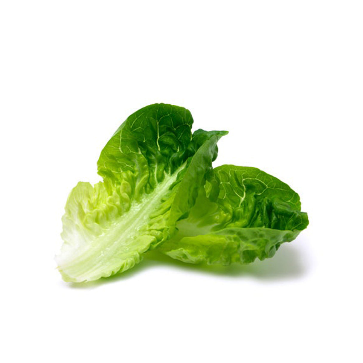 LETTUCE