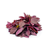 RED SHISO LEAVES