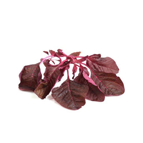 RED SHISO LEAVES