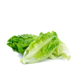 ROMAINE LETTUCE