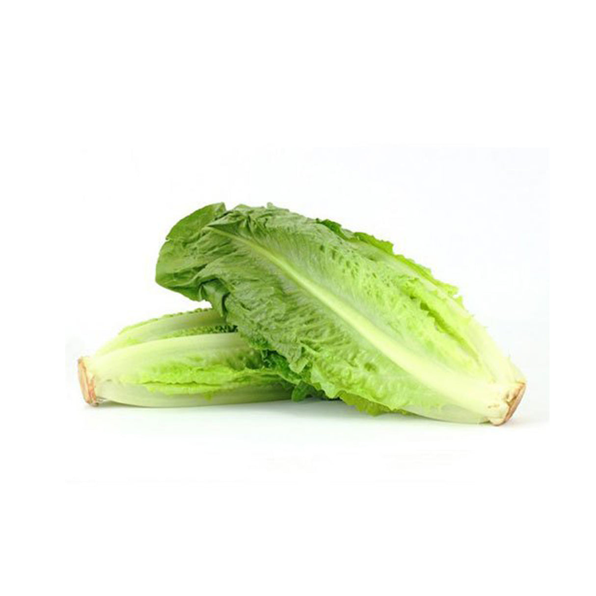 ROMAINE LETTUCE