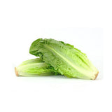 ROMAINE LETTUCE