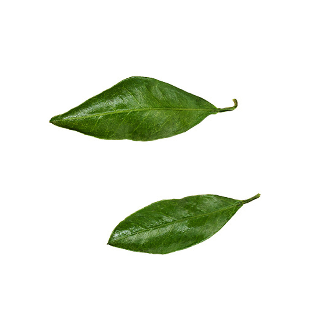 TANGERINES LEAVES