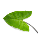 TARO LEAVES