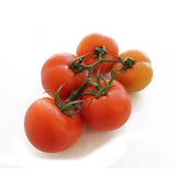 REGULAR  TOMATO